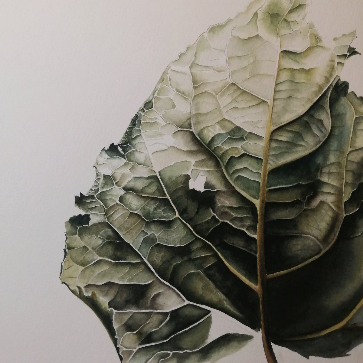 Almost finished the poplar leaf.
Watercolour on paper 27 x 35 cm
#botanicalartist #botanical #watercolours #lockdown #weekendvibes #painting #autumn #fall #leaf