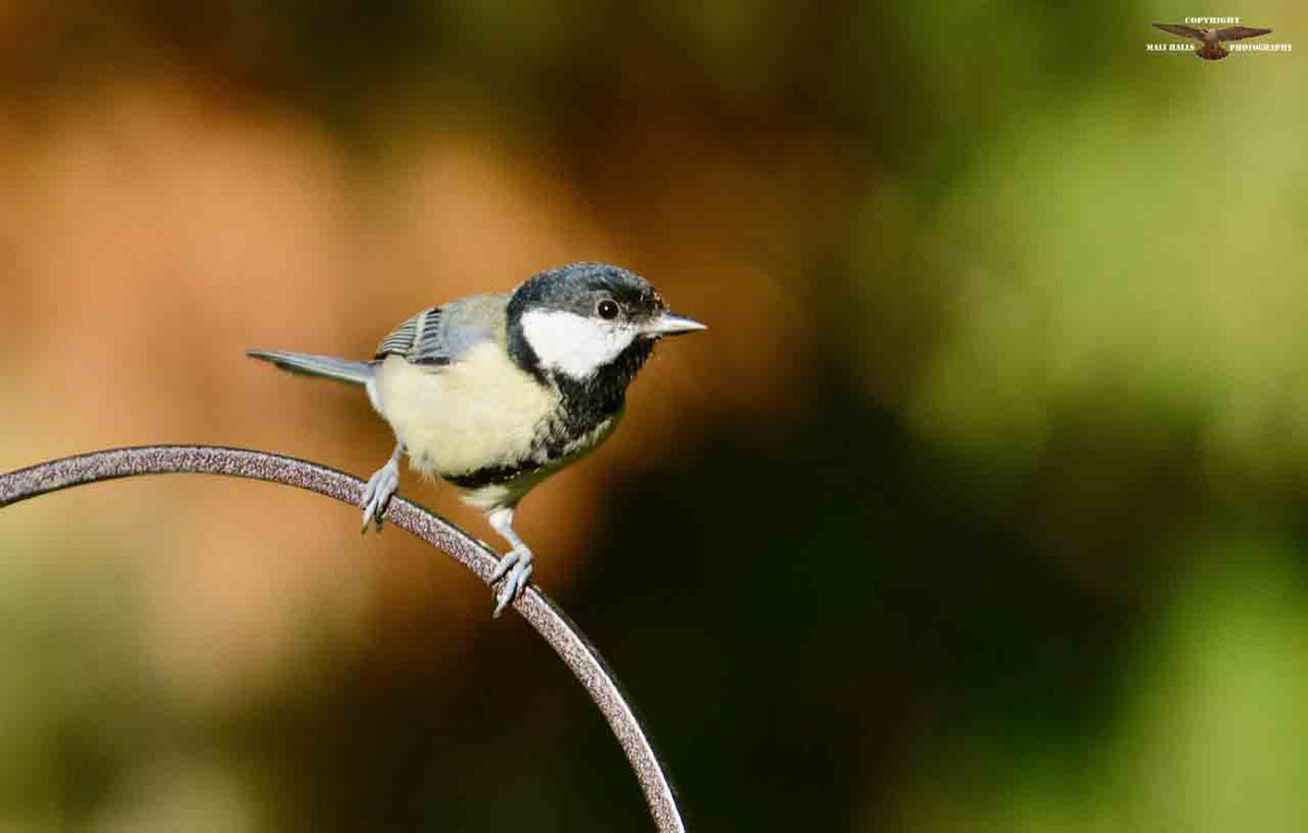 MaliHalls's tweet photo. #Great #Tit...Its a really #wet one here, I think its been #raining steady now, since about 4 o'clock #yesterday #aftenoon.

#Nature #birds #wildlife #TwitterNatureCommunity #WildlifePhotography #birdwatching #NaturePhotography #birding https://t.co/Y5SiMO8L8d