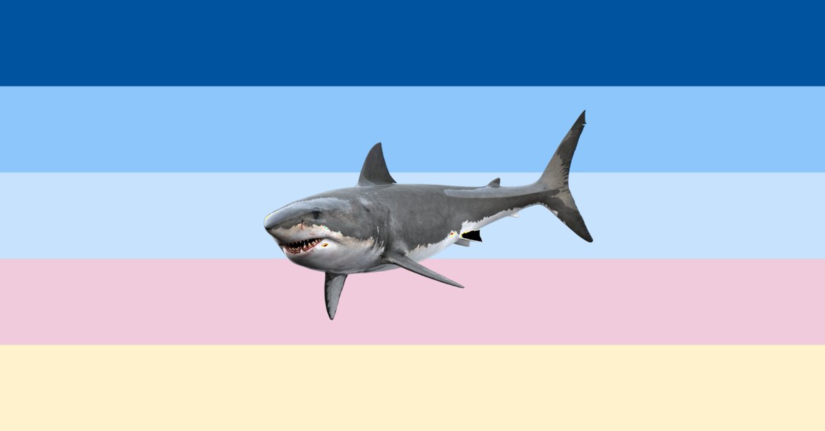 tw // sharks 

pansexuals who love sharks!!