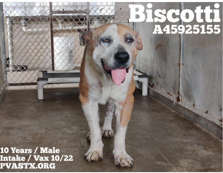 PrimalAwakening's tweet image. 💙BISCOTTI💙A45925155 10 YR OLD SENIOR AT #PVASTX needs #URGENT #RESCUE #FOSTER. Possibly Arrived with his buddy #Flapjack. #PLEDGE AT FB LINK👇 rescue@pvas.org facebook.com/pvastx/photos/…