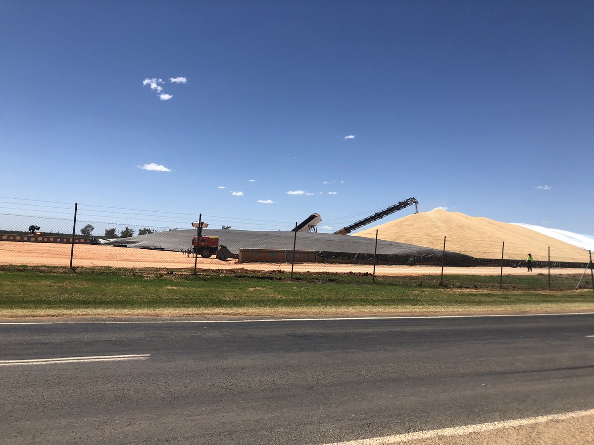 AMG_galagher's tweet photo. #harvest2020 #burrenjunction silos in pics at capacity and most others in the district #weewaa #merahnorth #walgett #wheat for days thanks @GleesonLorna I feel so much better now Iβve saw some harvest action, strong #yields @Pete_Karam @alisterbennett @bennett2_mark https://t.co/MdEgbsI7g3