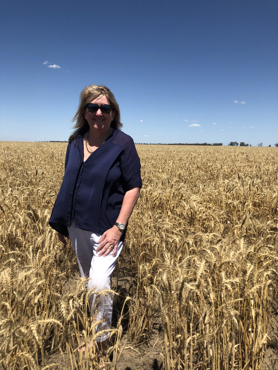 #harvest2020 #burrenjunction silos in pics at capacity and most others in the district #weewaa #merahnorth #walgett  #wheat for days thanks <a href="/GleesonLorna/">Lorna Gleeson</a>  I feel so much better now I’ve saw some harvest action, strong #yields <a href="/Pete_Karam/">Peter Karam</a> <a href="/alisterbennett/">Alister Bennett</a> <a href="/bennett2_mark/">Mark Bennett</a>