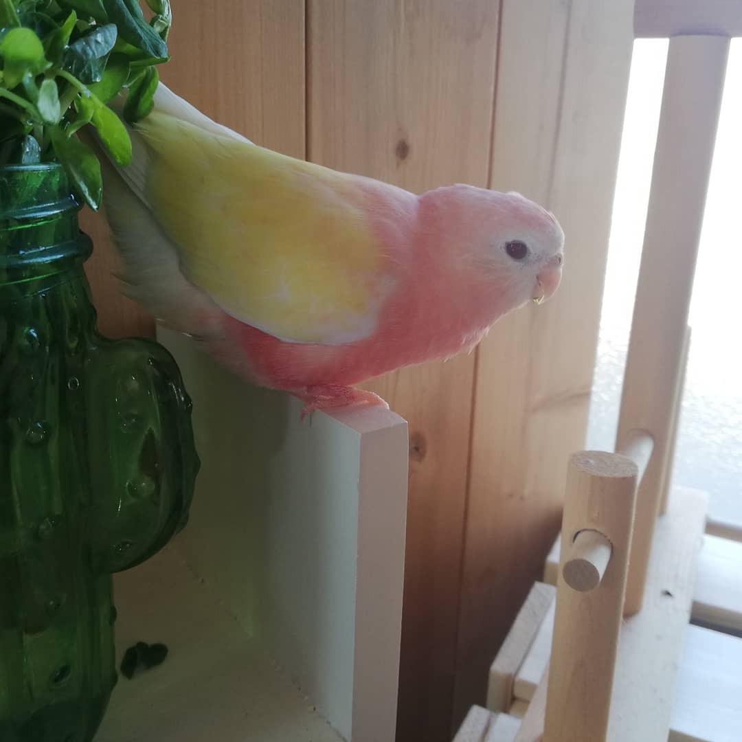 pretty_birs's tweet photo. テテとリオ
久々に豆苗♡
#いいインコの日 https://t.co/b9Uv5GkTzU
