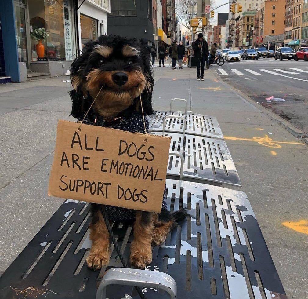 All dogs are emotional support dogs 🐕 (and they can write)