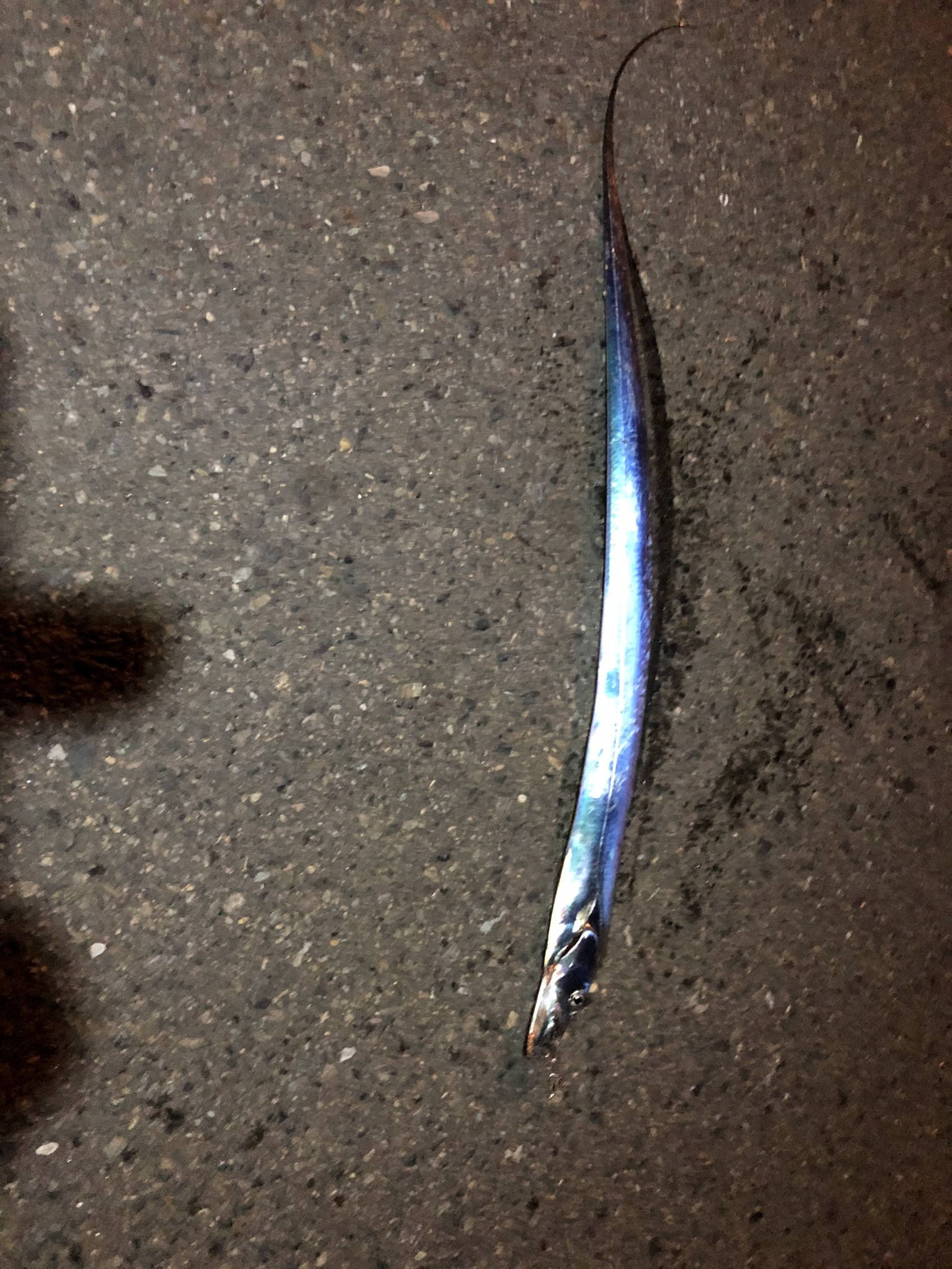 ダイソー太刀魚 Twitter Search Twitter