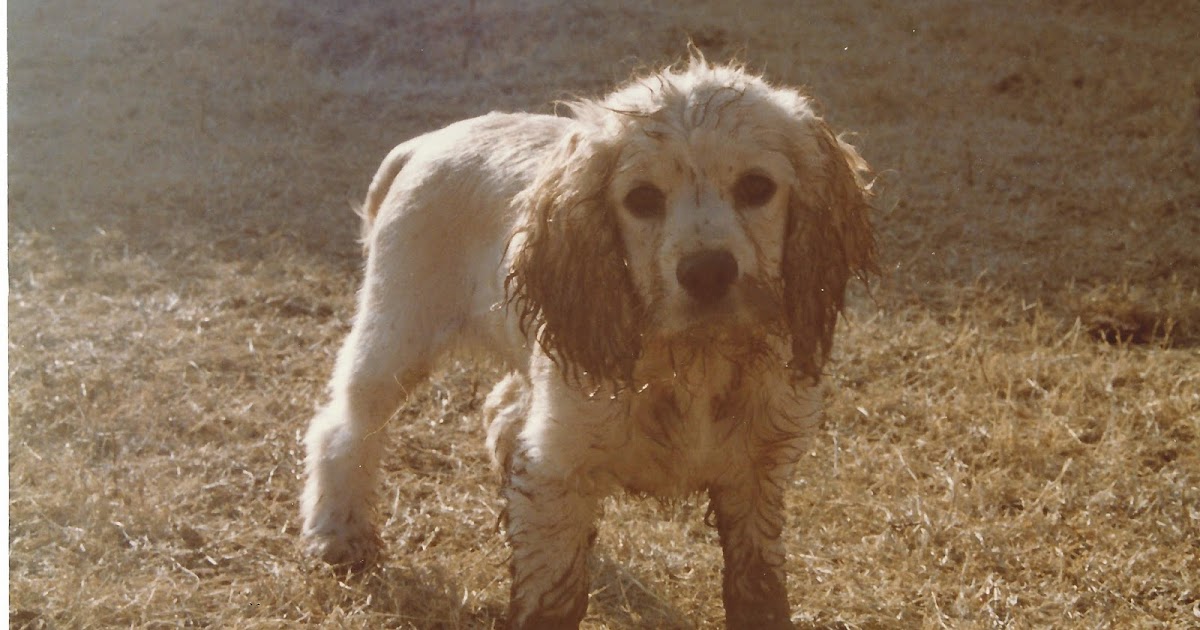 HatingGod's tweet photo. "Sally the Wonder Dog!" My Blog: https://t.co/e3OYsjfjD8 :Blog #dogs #cats #dumbdogs #smartdogs #heros #love #hate #HatingGodTrilogy #HatingGod #IgnoringGod #LovingGod https://t.co/ogBztrv3p8