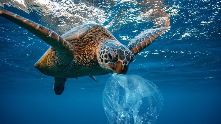 caicoo2000's tweet photo. Why are we ok with this happening? #plasticpollution #BeTheChange https://t.co/9QuzOJI6Hj