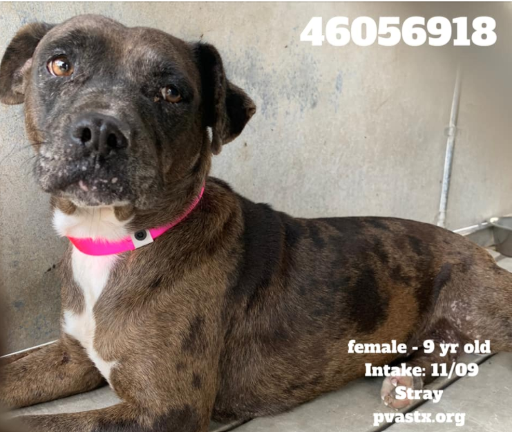 PrimalAwakening's tweet image. 💗46056918💗FEMALE 9 YR OLD SENIOR AT #PVASTX NEEDS #URGENT #RESCUE #FOSTER. #PLEDGE AT FB LINK👇 rescue@pvas.org facebook.com/pvastx/photos/…