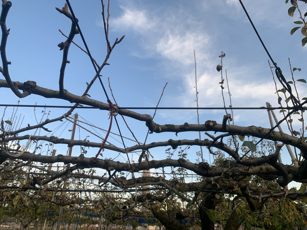 フルーツ童夢 観光果樹園 今からせっせとルレクチエの立ち枝を除去しています 早くから枝切りするのはなんででしょ Z ﾅﾝﾃﾞﾅﾝﾃﾞ