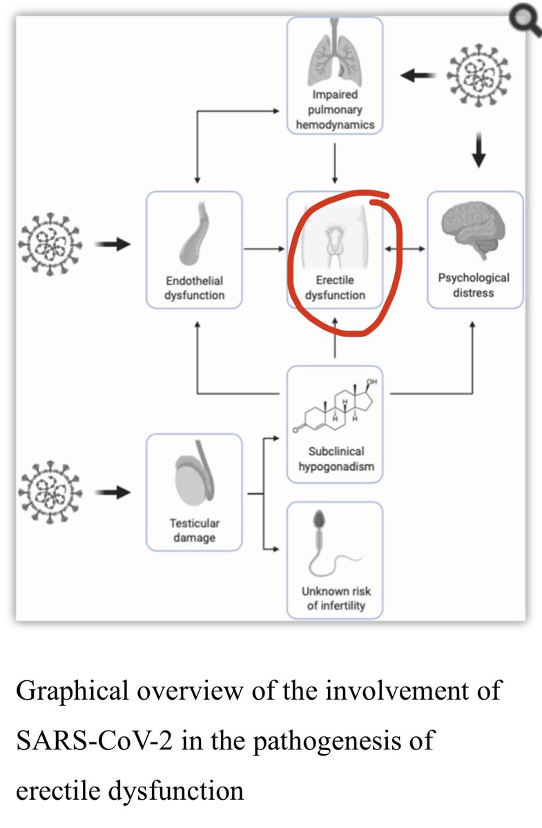 3) “Erectile function, as a surrogate marker of cardiovascular/pulmonary health, could also become extremely valuable as a quick and inexpensive first-line assessment of the pulmonary and cardiovascular complications for COVID-19 survivors.” Good night!!  https://www.ncbi.nlm.nih.gov/pmc/articles/PMC7355084/