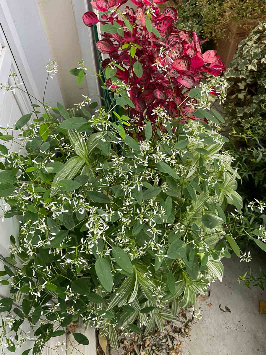 alaindelavie's tweet photo. La très longue floraison de l’euphorbe ‘Diamond Frost’ #balcon #balcon2020 #automne #automne2020 #fleurs
https://t.co/pTbckmKqtm https://t.co/aZ7pS5XV9S