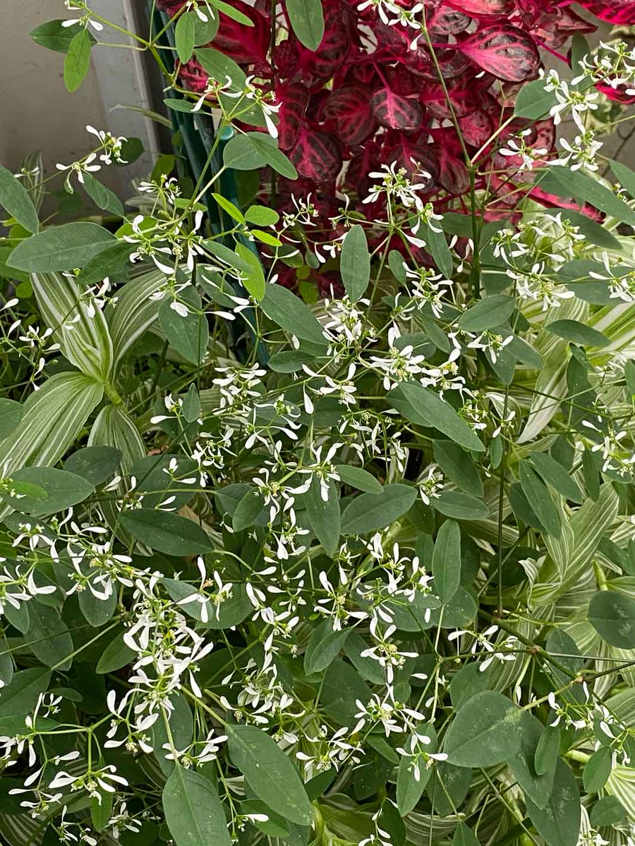 alaindelavie's tweet photo. La très longue floraison de l’euphorbe ‘Diamond Frost’ #balcon #balcon2020 #automne #automne2020 #fleurs
https://t.co/pTbckmKqtm https://t.co/aZ7pS5XV9S