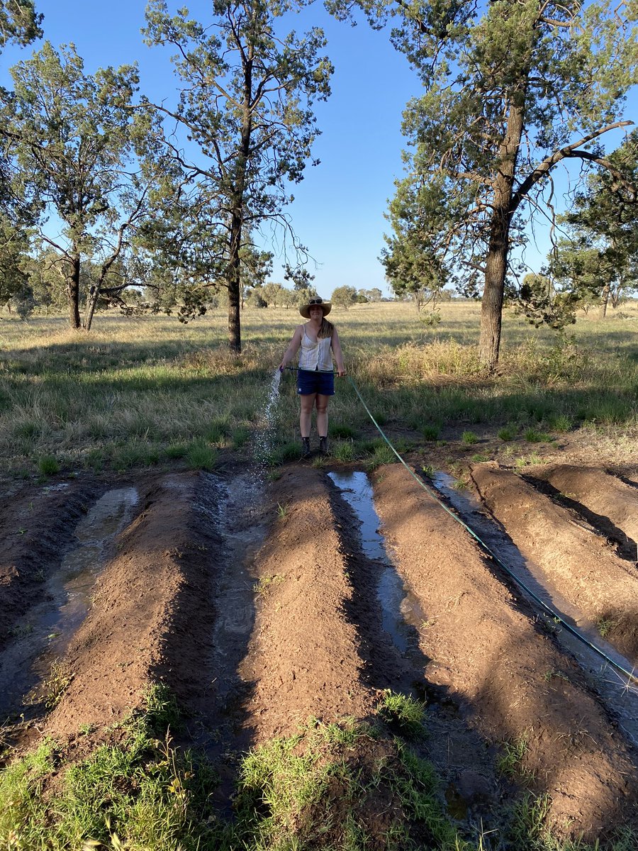 SamORafferty1's tweet photo. Decided to have a play around with sowing depth, let’s see how deep they can make it from! Gly PSPE, watered up #summercrop/21 https://t.co/OkYA7hFgxp