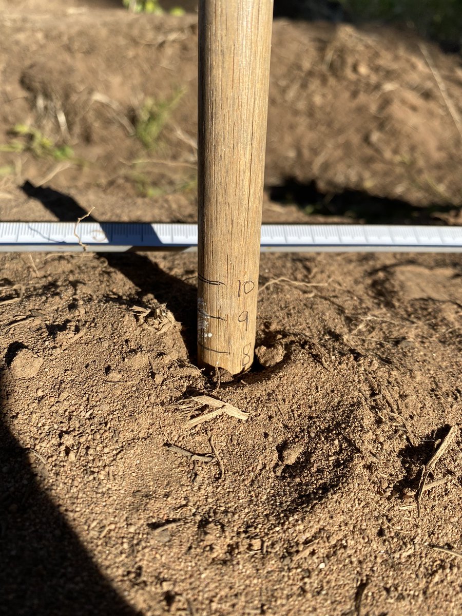 SamORafferty1's tweet photo. Decided to have a play around with sowing depth, let’s see how deep they can make it from! Gly PSPE, watered up #summercrop/21 https://t.co/OkYA7hFgxp