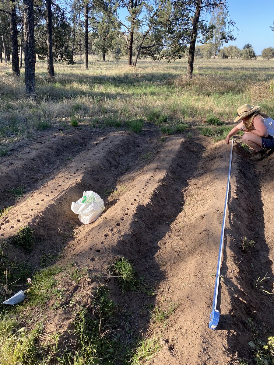 Decided to have a play around with sowing depth, let’s see how deep they can make it from! Gly PSPE, watered up #summercrop/21