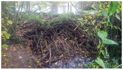 Yes, I know there are differences between man-made and beaver-made structures but we can still draw appropriate inferences for fish passage re delays, increased energy expenditure, increased predation risk etc  https://link.springer.com/article/10.1007/s10750-017-3364-3