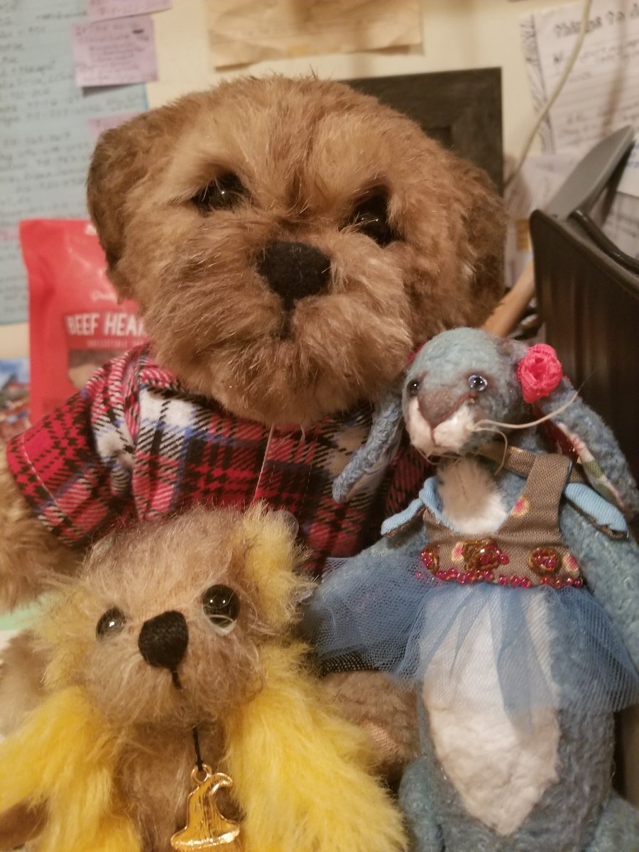 Hi all. We are back. Meet Casper and Blue Bunny. We've been doing Get Out the Vote work and worrying. The US has strange politics! #ToddysHug #ButterbeanHug