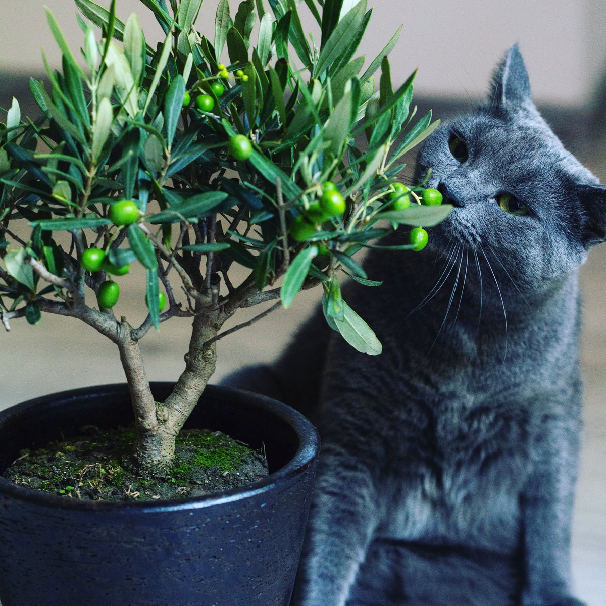 BonsaiSakura_'s tweet photo. Arte y tradición con brithis

#bonsai #bonsailovers #bonsaitree #bonsaiart #bonsaiphotography #bonito #bonsaiart #bonsaiworld #bonsaiespaña #gatito #GatoFiero https://t.co/Pov7VAyTUX