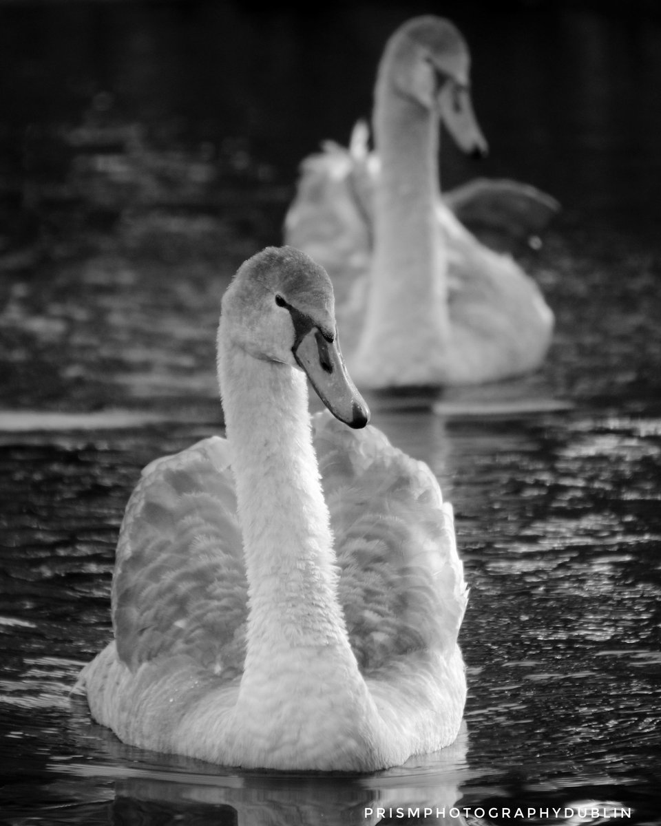 #swan #swanphotography #animal_captures #images_with_stories #ThePhotoHour #photography