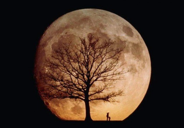 TheKentAcorn's tweet photo. ‘Hoarsely to the midnight moon
Voiced the oak his rugged rune:
"Harken, sibyl Moon, to me;
Hear the saga of the Tree.’
#venable #sagaoftheoak #poetry #kent #ClimateAction https://t.co/dNZN1gwFpE