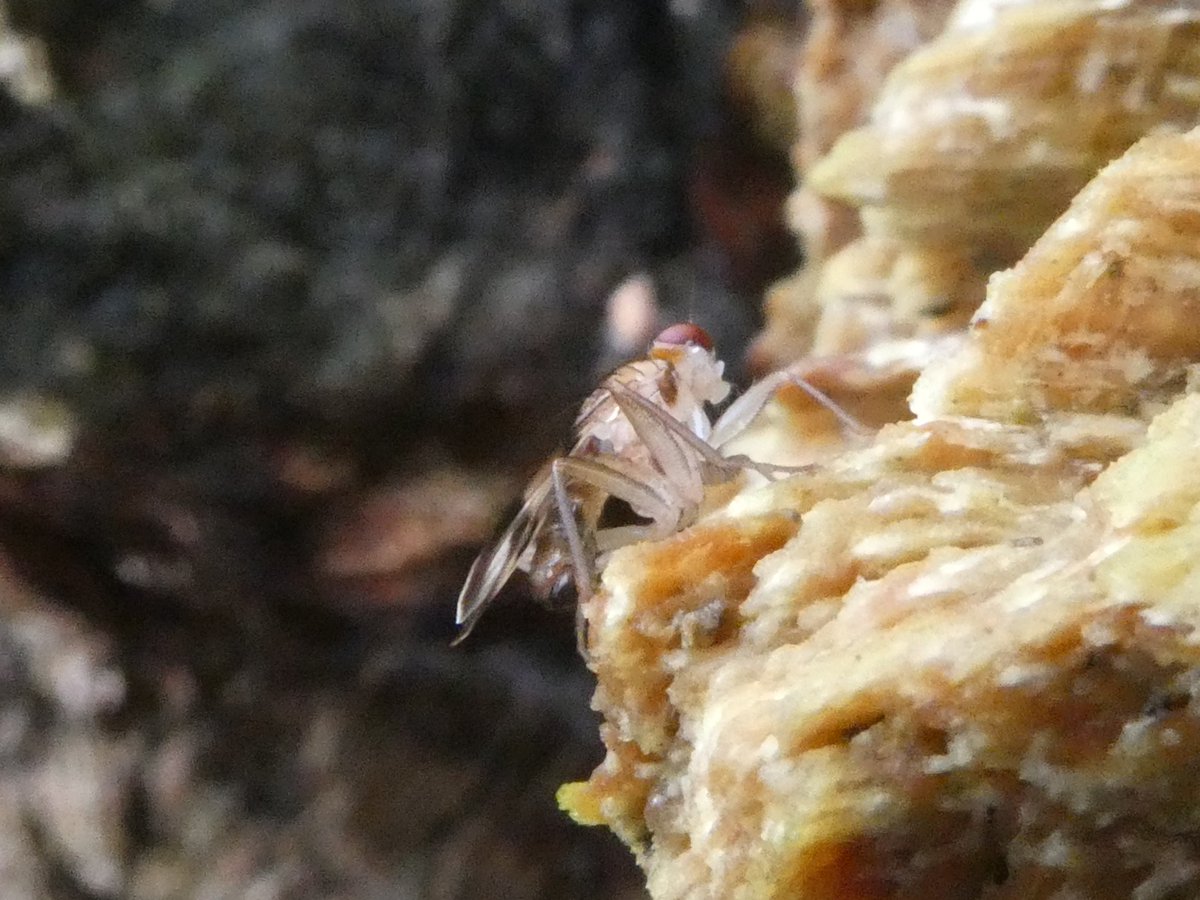 Any Dipterists want to have a stab at ID for this lovely fly? On very decayed exposed roots fallen ash in Wick Woodland, Hackney. @kitenet @flygirlNHM 
#DeadwoodFlies #SaproxylicInsects