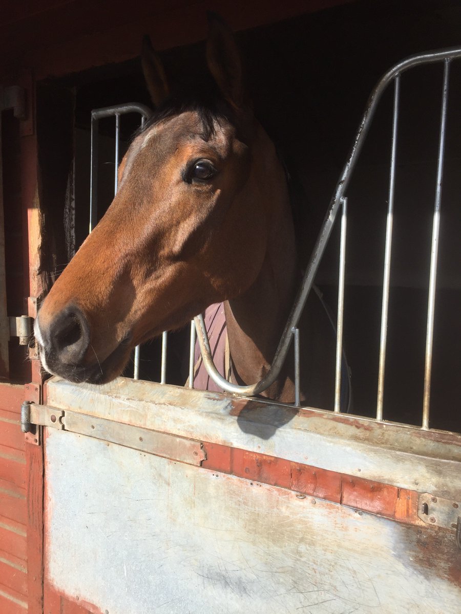 mdodsracing's tweet photo. One runner today: Peerless Percy heads to @Southwell_Races for the Play 4 To Win At Betway Handicap. @PMulrennan rides. Good luck to connections. https://t.co/FBc6KJiFW7