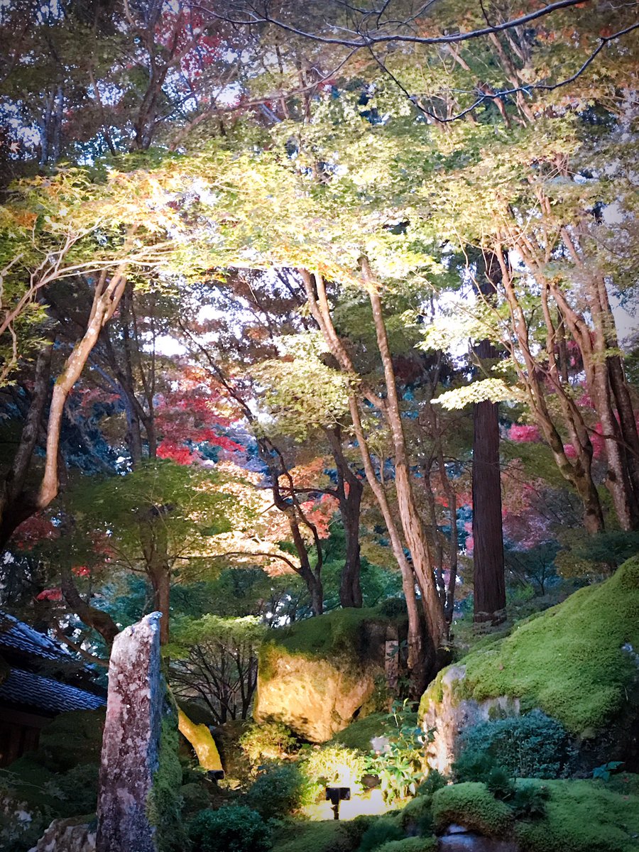 教林坊のライトアップ！今日から。
でも少し早かったかな！
#教林坊
#紅葉
#紅葉狩り
#滋賀県
#近江八幡