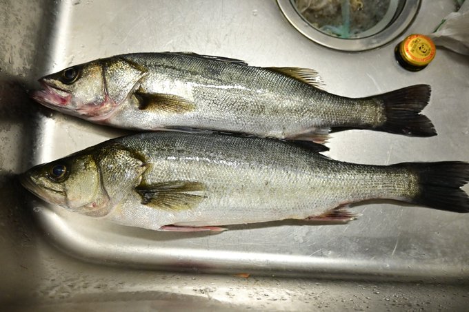 意外に知られてない 鯔 高い魚でなんて読む 読めたらすごい漢字クイズ Sotokoto Online ソトコトオンライン 未来をつくるsdgsマガジン