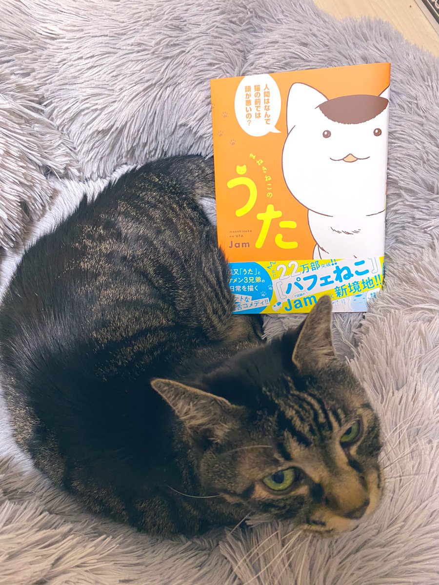寝てるトムと一緒に✨?✨
起こしちゃったので怒られました?
#まねきねこのうた 