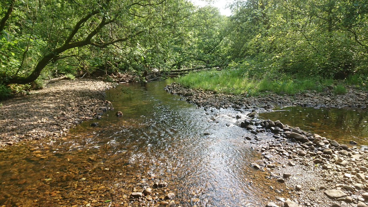 If we can make rivers functional again, as eg  @wildtrouttrust  @theriverstrust etc have always pushed for - ample, diverse & connected riparian zones - also now promoted by  @beavertrust, then they’ll be fit for beavers AND salmonids