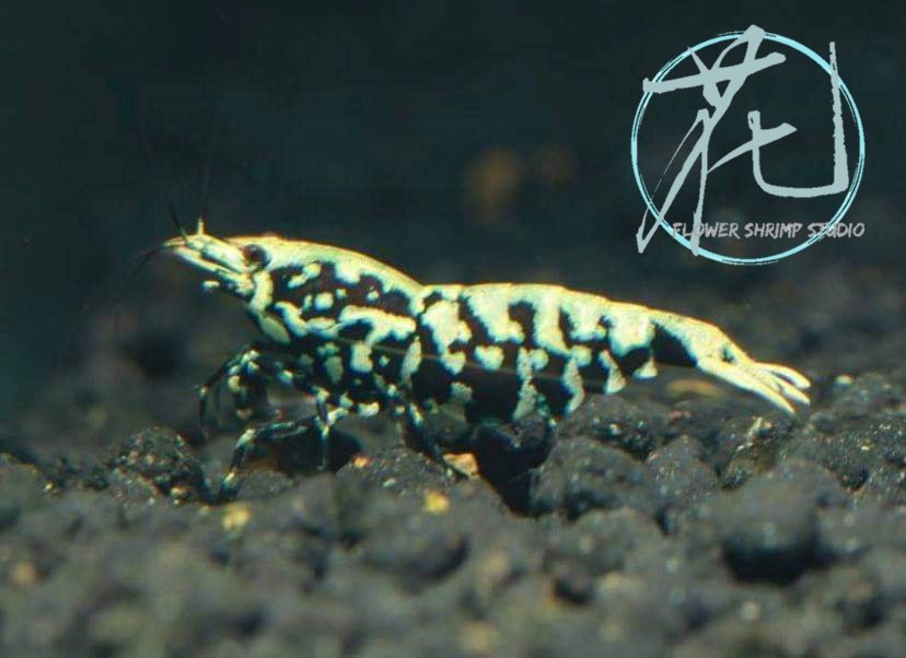 flowershrimps's tweet photo. 🌺
#snowflake #galaxy #blueboa
#觀賞蝦 #水晶蝦 #台灣水晶蝦
#caridina #Taiwancaridian
#crystalshrimp #shrimptank #shrimp #redbeeshrimp #beeshrimp
#レッドビーシュリンプ #새우 #水晶虾
#Taiwanbreeder https://t.co/6DvU1fNm5k