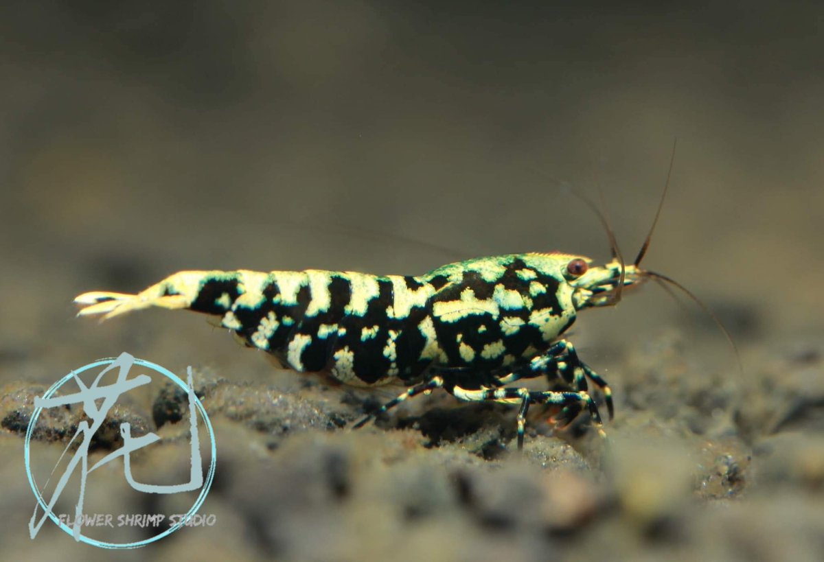 flowershrimps's tweet photo. 🌺
#snowflake #galaxy #blueboa
#觀賞蝦 #水晶蝦 #台灣水晶蝦
#caridina #Taiwancaridian
#crystalshrimp #shrimptank #shrimp #redbeeshrimp #beeshrimp
#レッドビーシュリンプ #새우 #水晶虾
#Taiwanbreeder https://t.co/6DvU1fNm5k