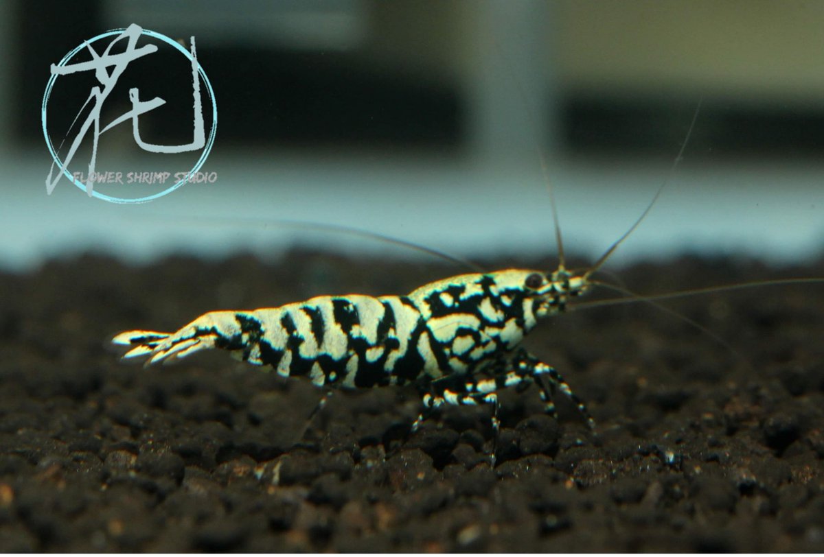 flowershrimps's tweet photo. 🌺
#snowflake #galaxy #blueboa
#觀賞蝦 #水晶蝦 #台灣水晶蝦
#caridina #Taiwancaridian
#crystalshrimp #shrimptank #shrimp #redbeeshrimp #beeshrimp
#レッドビーシュリンプ #새우 #水晶虾
#Taiwanbreeder https://t.co/6DvU1fNm5k
