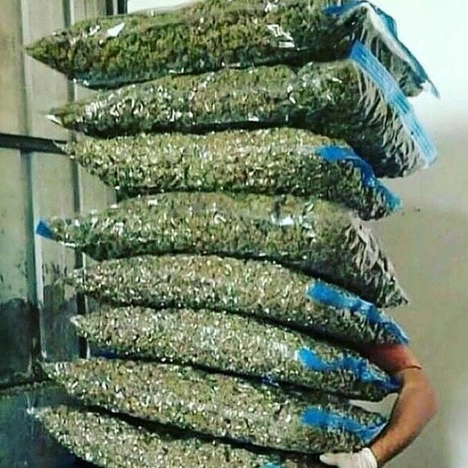 VladimirWeed's tweet photo. Livraison rapide et discret 35min maxi
À partir de 100balles
Télégram : @vladimirweed20
Snap: Vladimirweed20
Email: dleon8717@gmail.com
🇫🇷🚬🌿

#rastabot #RastafariJAMS #rasta #niska #toulouse #Paris15 #paris #Nantes #Bordeaux #Marseille #fumeur #StonerFam #FranceVerte #Nice06 https://t.co/KDxE0nxscK