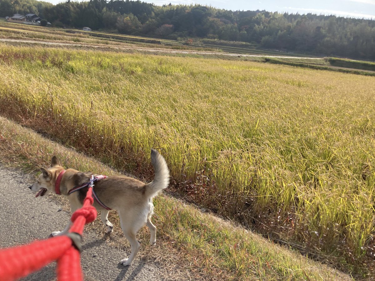BobsCLub's tweet photo. あったかいなあ😊😊
広々しすぎて愛犬ピックは
ドギマギ😄
#キミニアイニ https://t.co/MaTffI3jKh