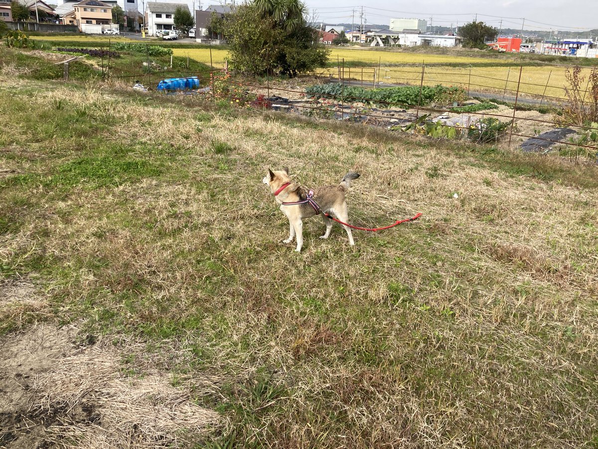 BobsCLub's tweet photo. あったかいなあ😊😊
広々しすぎて愛犬ピックは
ドギマギ😄
#キミニアイニ https://t.co/MaTffI3jKh