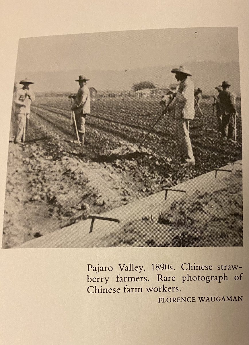 Each year the transformation of the region’s agriculture moved south & east. The Salinas Valley was undergoing a similar shift from wheat to more specialized crops. Chinese farm laborers were the catalyst for transforming a vast wheat field into the “salad bowl of the world.” p77