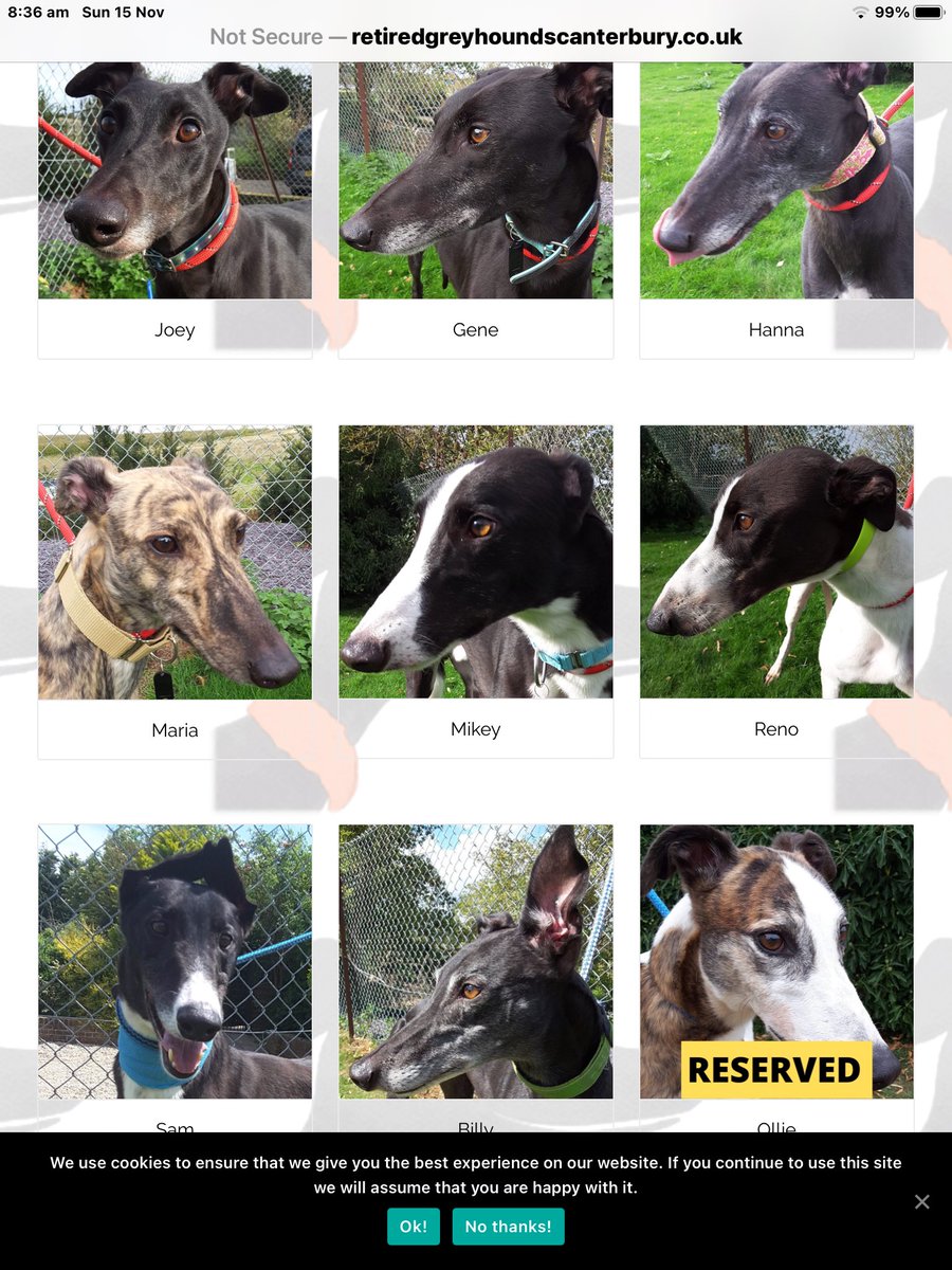 RetGreys_Cbury's tweet photo. If you are looking for a 40 mile an hour couch potato look no further,they really do make wonderful pets 💛Please call Brian or Steve on 07783 367032 ( appointments only ) these and more are waiting for that special call .#RetiredGreyhoundsCanterbury #Teamzay #Adopt 💛 https://t.co/2NqMjFzfgl
