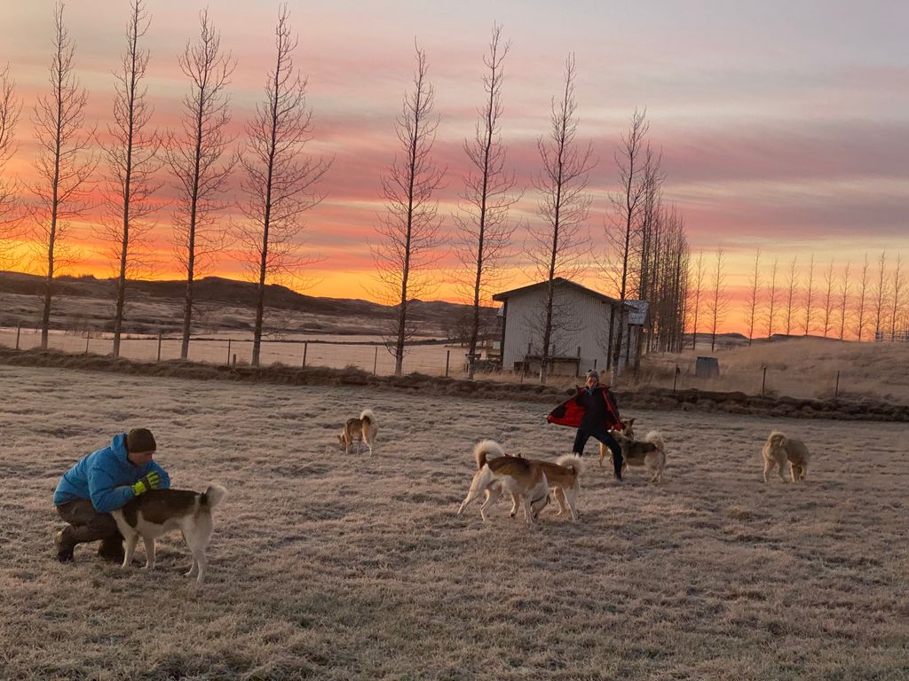 dogsleddingice's tweet photo. Recipe for a happy dog 🐶 😊 🧑‍🍳:

- 1 spoon of daily exercice 🏋️‍♂️ 
- 1 spoon of socialisation with other dogs 🐕 
- 2 spoon of love ❤️ 
- and 1 jar of craziness 😝 

Meet our crazy dogs and crazy guides at https://t.co/ECqK6VxAt6 https://t.co/y4Sj24bS9N