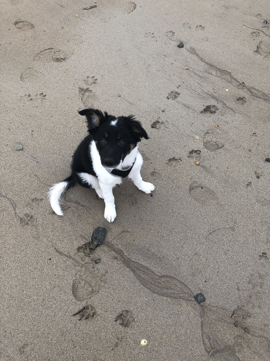 hannah_mayfitz's tweet photo. @HertsFarmer @trailockgateloc Have recently got a collie pup (after having whippets for years) and he’s great. Definitely a handful but fast learner and eager to please, which made house training and crate training a doddle 😊 but also a huge fan of whippets however they aren’t the cuddliest... https://t.co/4LwsDLKkGB