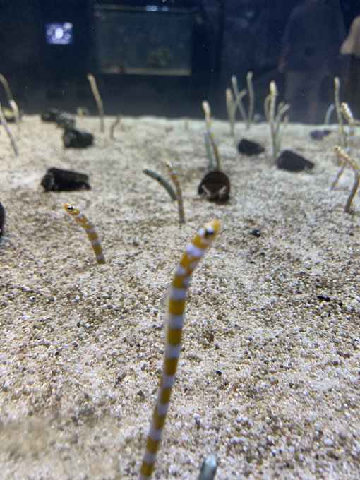 Dmmかりゆし水族館のtwitterイラスト検索結果 Dmmかりゆし水族館のtwitterイラスト検索結果