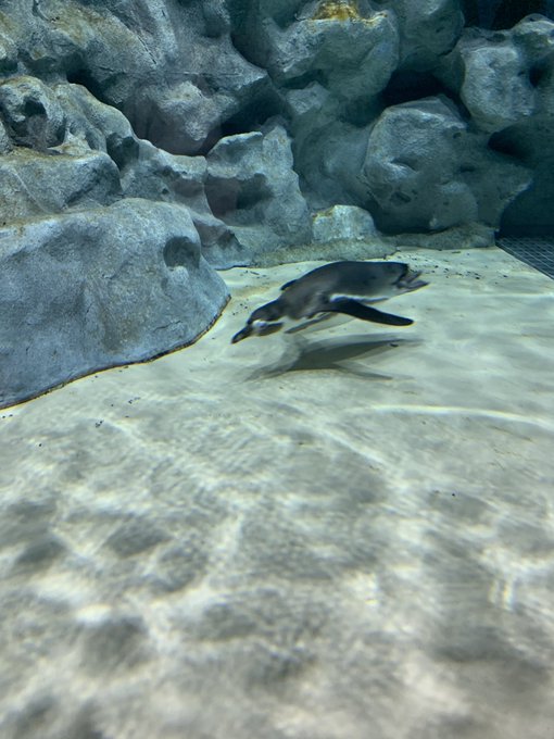 Dmmかりゆし水族館のtwitterイラスト検索結果 Dmmかりゆし水族館のtwitterイラスト検索結果