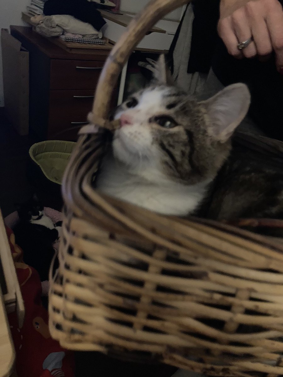 T4EVlL's tweet photo. look at my lil bby can u pls look at her? maleństwo takie nic tylko boop w nosek https://t.co/AOFs1inzF5
