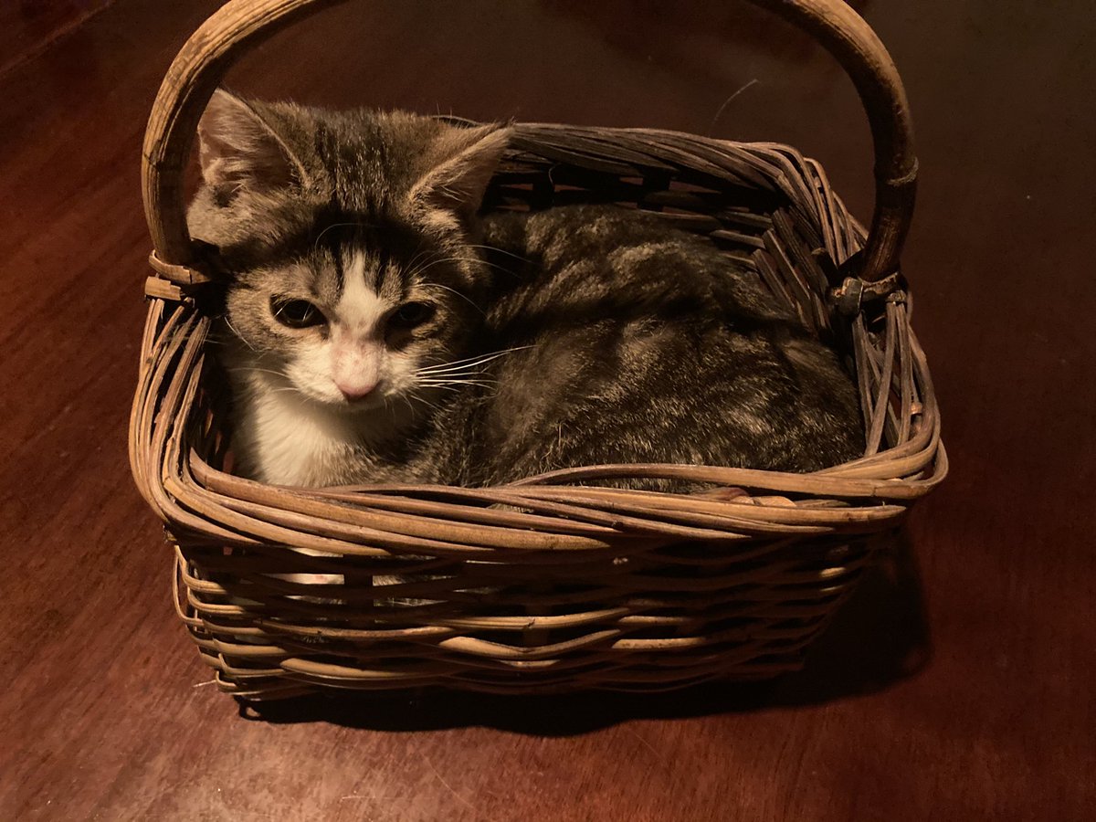 T4EVlL's tweet photo. look at my lil bby can u pls look at her? maleństwo takie nic tylko boop w nosek https://t.co/AOFs1inzF5