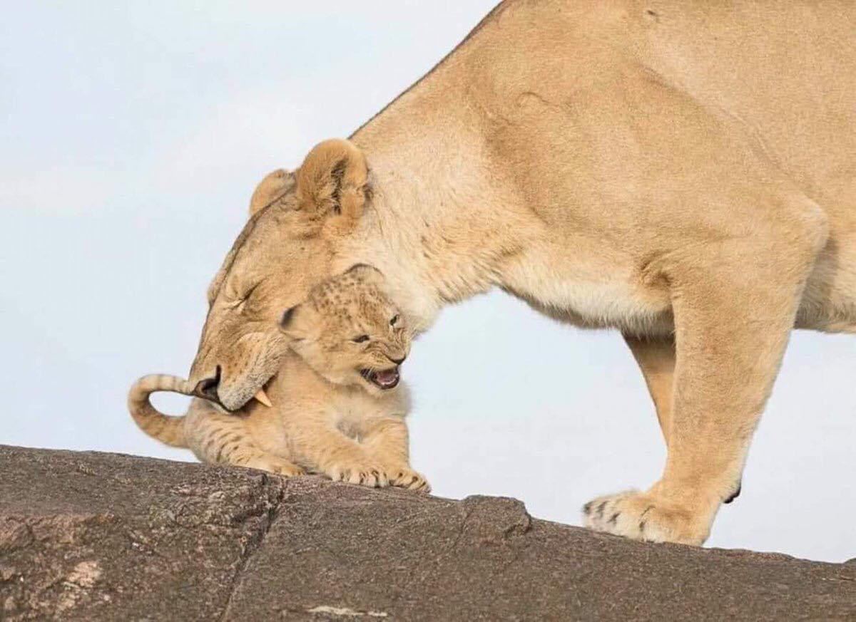 الصغير مطمئن ، لانه يعلم انها تعضه بقلبها وليس بأسنانها ..♥️