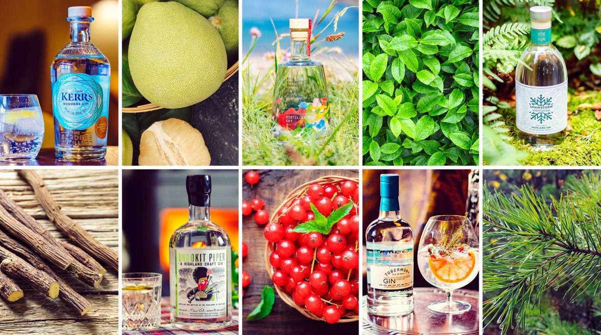 Gin_Cooperative's tweet photo. In our tenth #BeautifulBotanicals we talk:
Liquorice Root with The Borders Distillery
Pomelo with @pixelspirits
Redcurrants with @WildIslandGin
Tea Leaves with @TobDistillery
Scots Pine Needles with @snawstorm
https://t.co/NtMT3YX1s5
#ScottishGin #Botanicals #Gin https://t.co/zgHtagLLjN