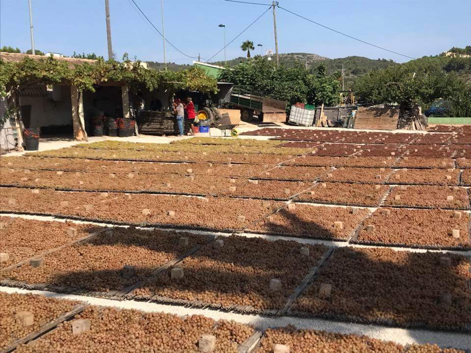 Sanguango1977's tweet photo. De la mà de Juanma Iturriaga i Luis Silvestre, anit al programa @ElMeuLlocAPunt  en parlaren de panses i riuraus des del riurau d'Ovidio, a Lliber, la Marina Alta 

Gaudiu del programa: https://t.co/JnuBXjNzbI https://t.co/EG0UzRzD9C