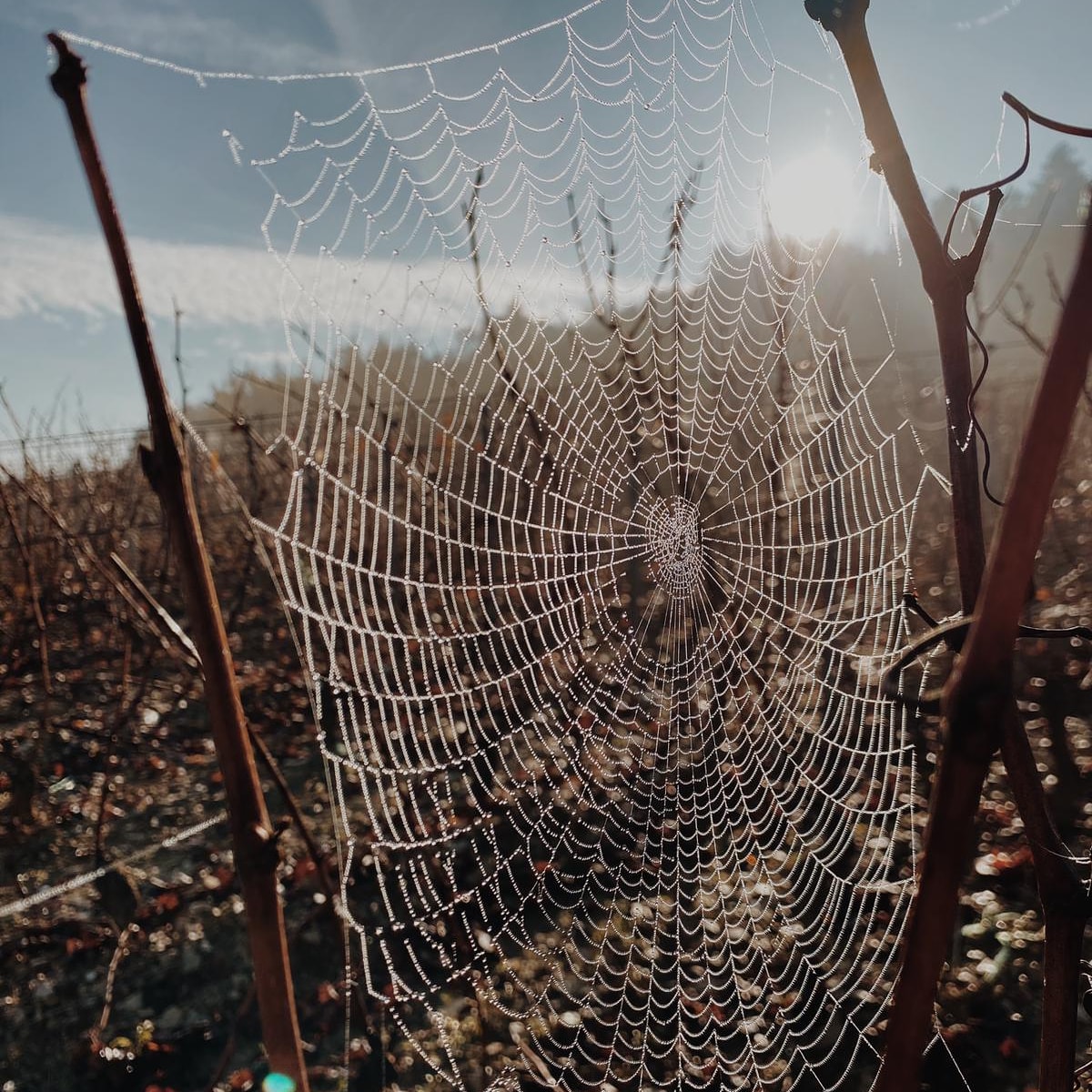 🕸️ Bon dimanche !
--
#DomaineRaquillet #Mercurey #vinsdebourgogne
