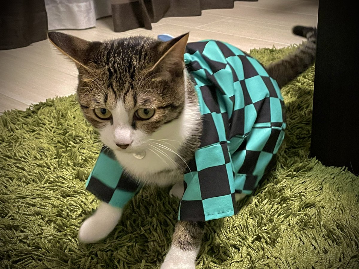 Saba 猫の呼吸 壱ノ型 不満 猫柱