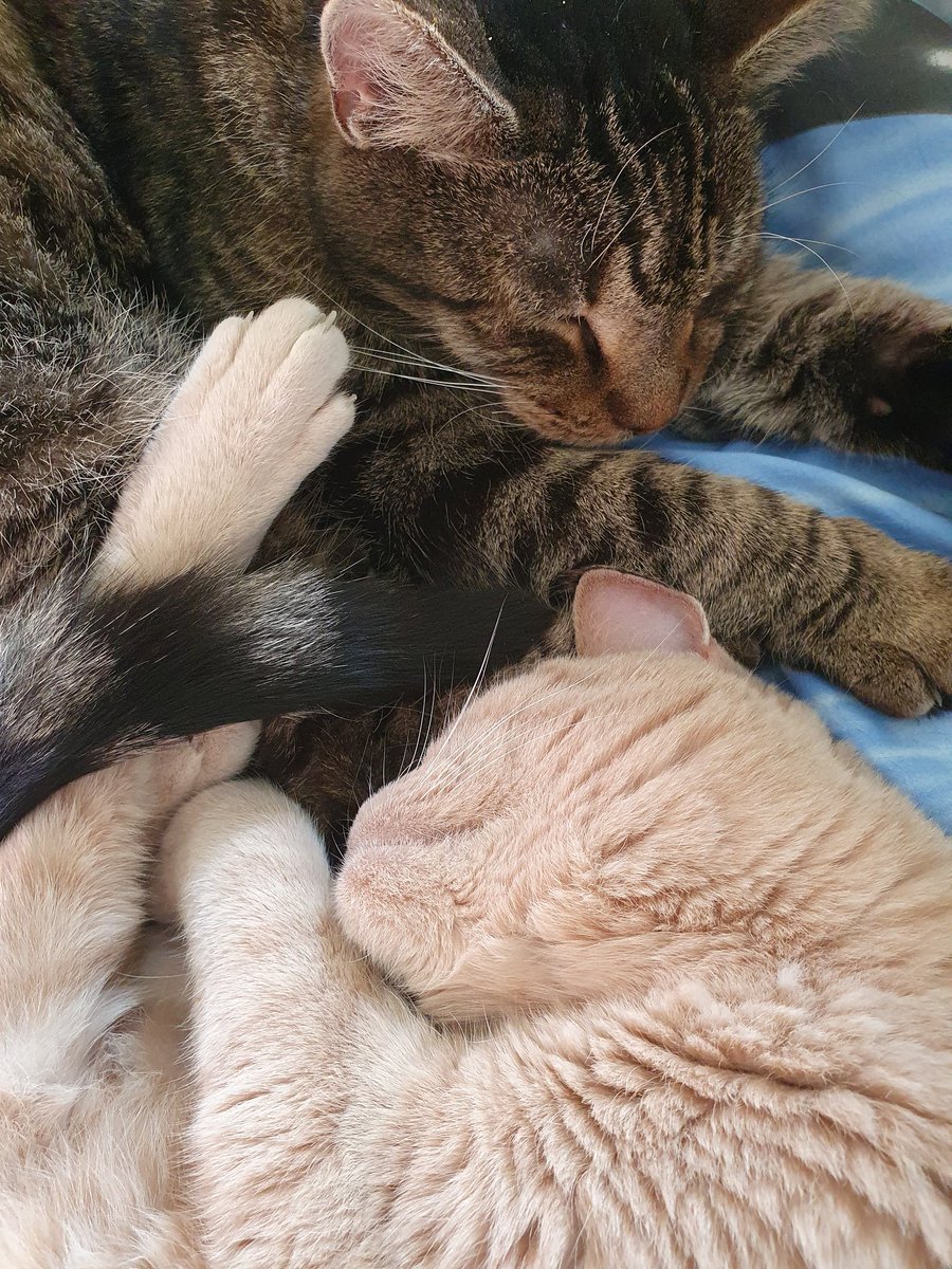 Gizmo_and_Simba's tweet photo. Snuggling #CatsOfTwitter https://t.co/HVZ4Vc8Qn0
